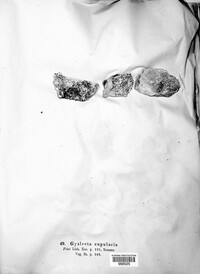 Gyalecta jenensis image